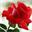 View Rosi's Profile